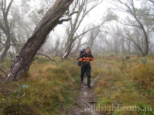 Hiking through snowgum forest, Howitt Plains