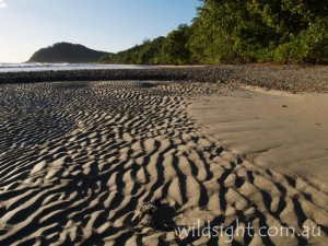 Cape Tribulation