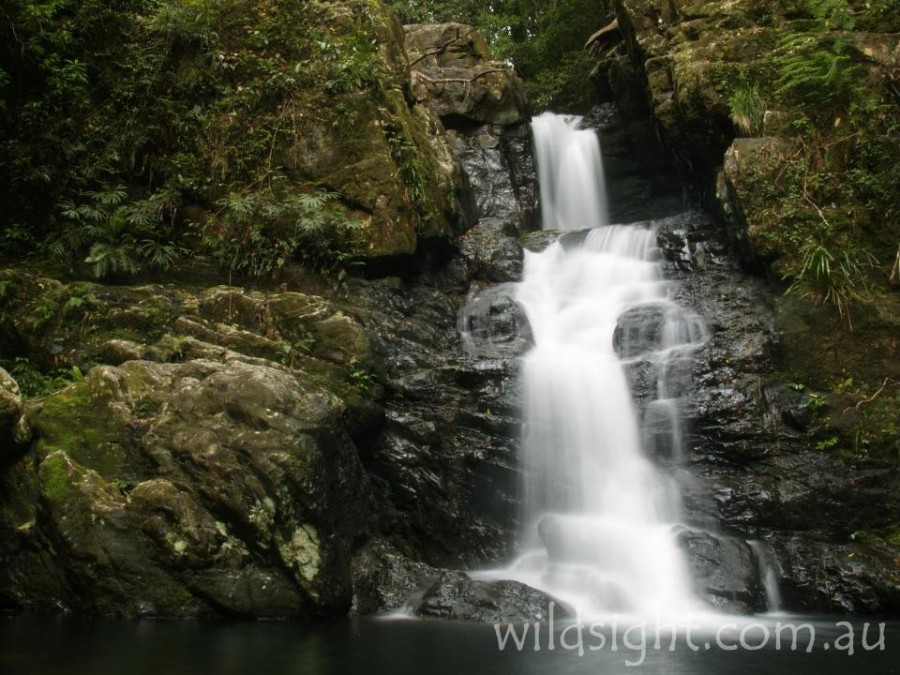 Day Walks: Dorrigo and New England - Wild Sight