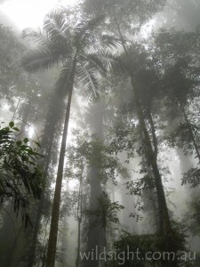 Sub-tropical rainforest, Dorrigo National Park