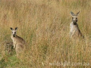 Eastern grey kangaroos near Halls Gap
