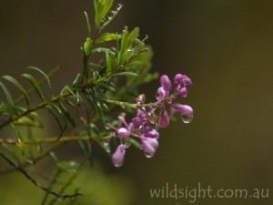 Wildflowers at Wrights Lookout