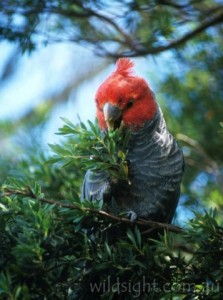 Gang Gang cockatoo
