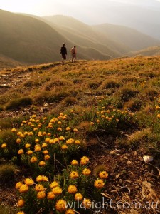 Descending Mount Feathertop