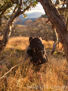 Hiking along the King Billies