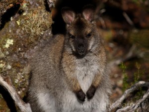 Pademelon in Waterfall Valley