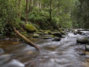 Taggerty River