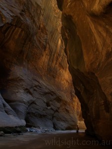 Under the 300-metre cliffs of Wall Street on The Narrows walk, Zion National Park