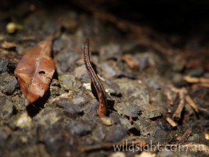 Tiger leech, Dorrigo