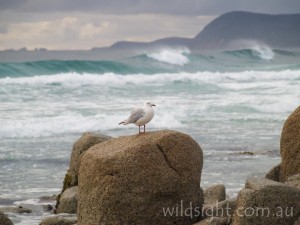 Seagull on rock, Friendly Beaches