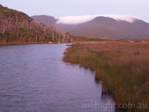 Tidal River from Loo-ern Track