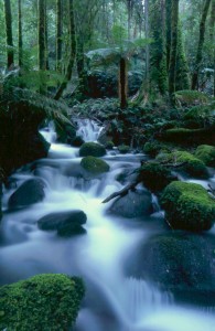 Cement Creek, rainforest