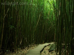 Bamboo forest on the Pipiwai Trail