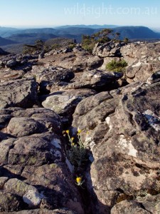 Wildflowers on Mount Rosea