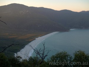 Waterloo Bay at sunset from South East Track