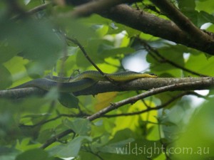 Green tree snake, Daintree rainforest