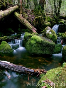 Creek near Windy Ridge hut