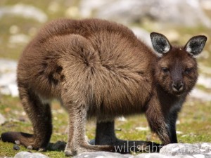 Kangaroo Island kangaroo, Cape Borda