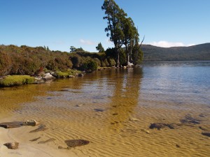 Pencil Pines on the shore of Lake Will