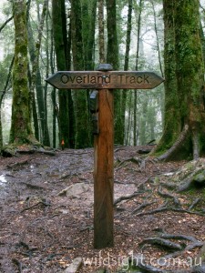 Overland Track sign in Mersey Valley