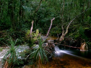 Ballroom Forest, Cradle Mountain