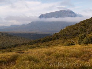 Mount Pelion West seen from Pine Forest Moor