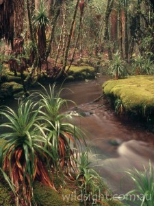 Cephissus Creek, Pine Valley, Overland Track