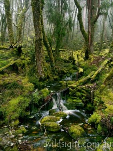 Rainforest creek near Pelion Gap