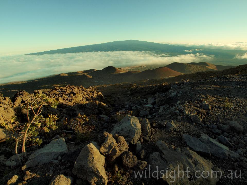 Mauna Loa from neighbouring volcano Mauna Kea, Big Island - Wild Sight