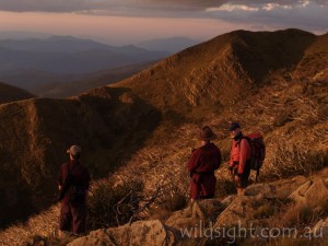 Hikers on Mount Feathertop