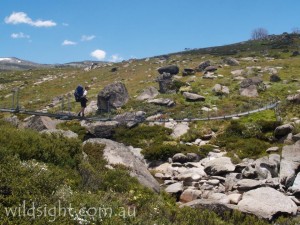 Crossing the Snowy River