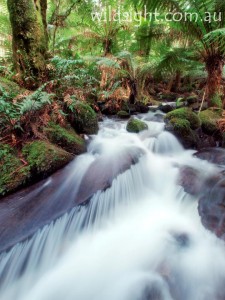 Cement Creek