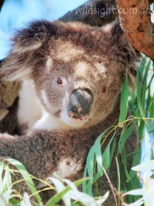 Koala at Cape Otway