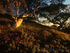 Mount Howitt