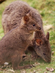 Pademelon and joey in Cradle Valley
