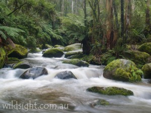 Toorongo River near Noojee