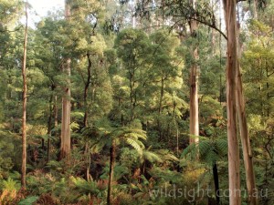 Sherbrooke Forest