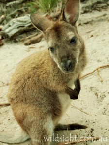 Wallaby on Wineglass Bay