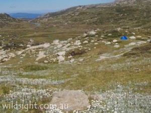 Campsite at Wilkinsons Creek below Mt Kosciuszko