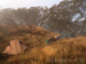 Camping on the King Billies