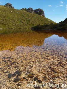 Lake Cygnus, Western Arthurs