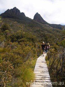 Walking on Lake Dove track