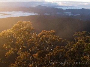 View from Point Lookout at sunrise