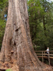 The Ada Tree