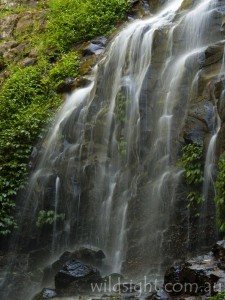 Tristania Falls