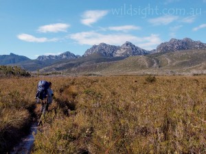 Approaching the Western Arthurs on the Port Davey Track