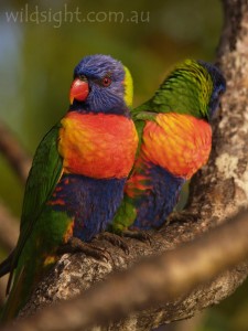 Rainbow Lorrikeets on Long Island