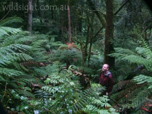 Walking on Mount Donna Buang