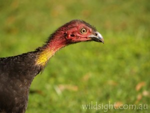 Brush turkey