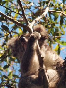 Koala near Hanson Bay